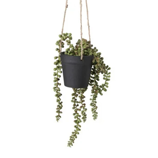 Erwtenplant hangplant in pot 01